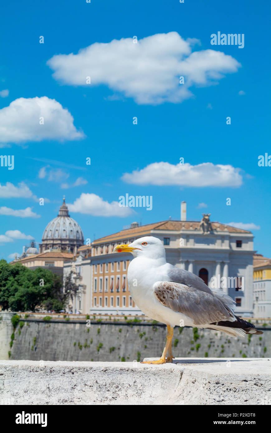 Seagull bird con vista di monumenti romani sul Ponte Sant'Angelo bridge, Roma, Italia Foto Stock