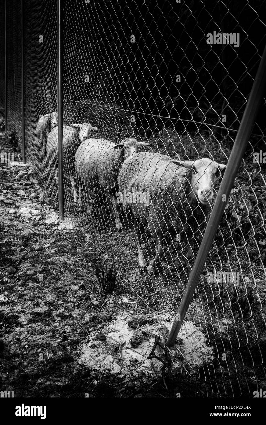 Pecora mangiare sulla fattoria, pet dettaglio Foto Stock