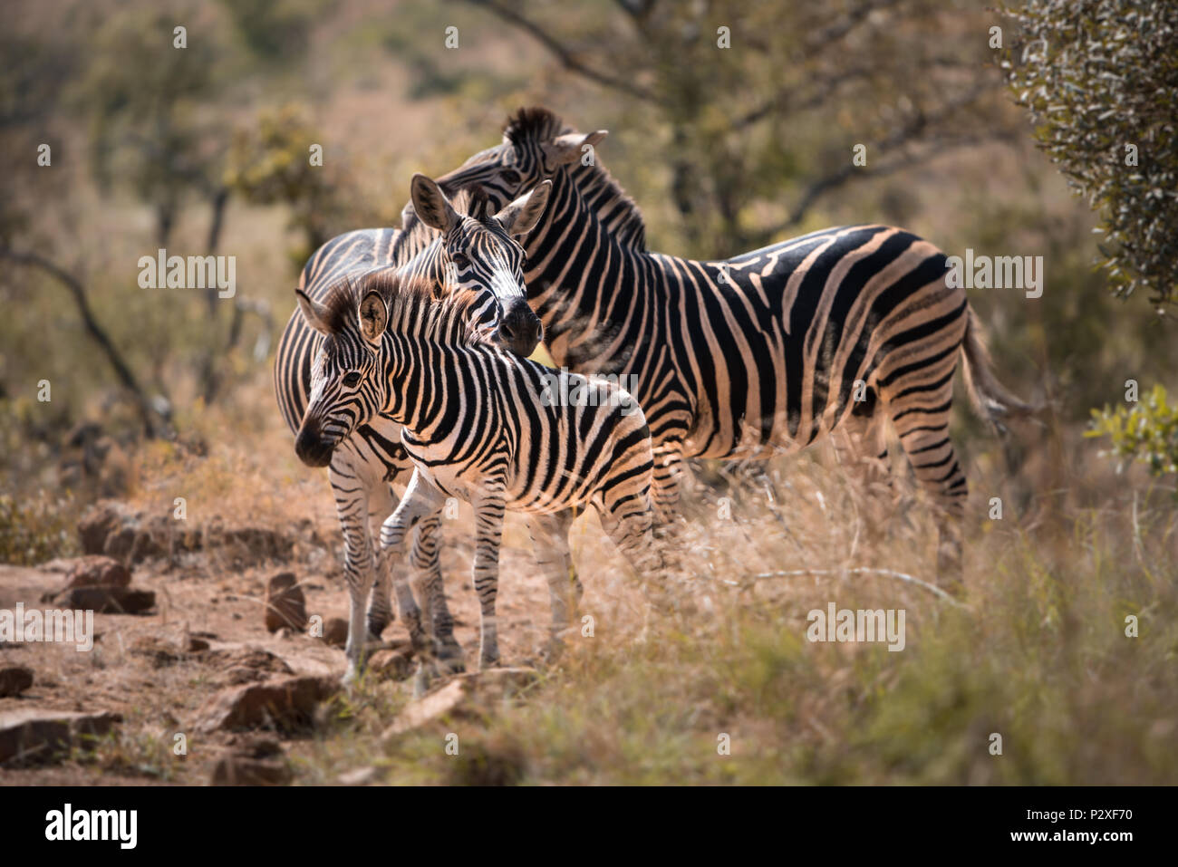 3 zebre, compreso un puledro, resto le loro teste su ogni altro nella prima mattinata a Pilansberg Game Reserve, Sud Africa Foto Stock