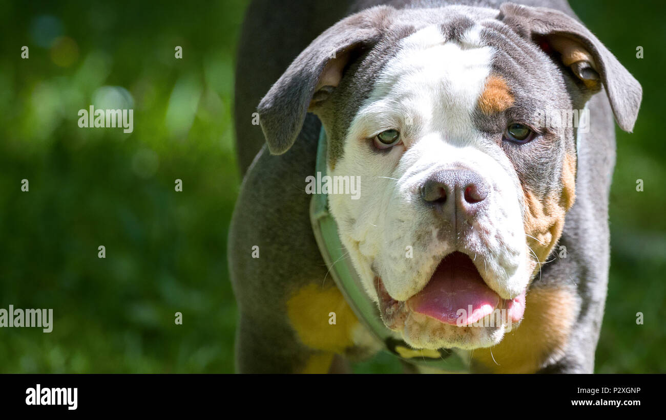 Ritratto di un Dorset Olde Tyme Bulldog nel parco. Lilla insolita tri-color razza. Spazio per il testo. Foto Stock