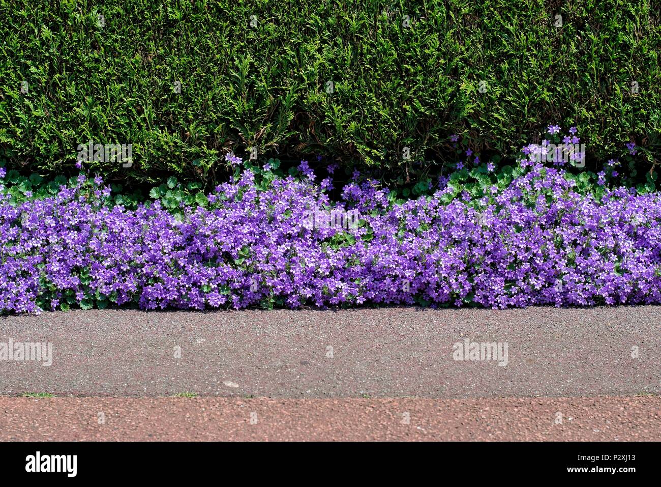 Natura,fiori,l'ambiente e la flora: bellissimi fiori viola Campanula  Portenschlagiana piantati tra un sentiero di strada e una siepe Foto stock  - Alamy