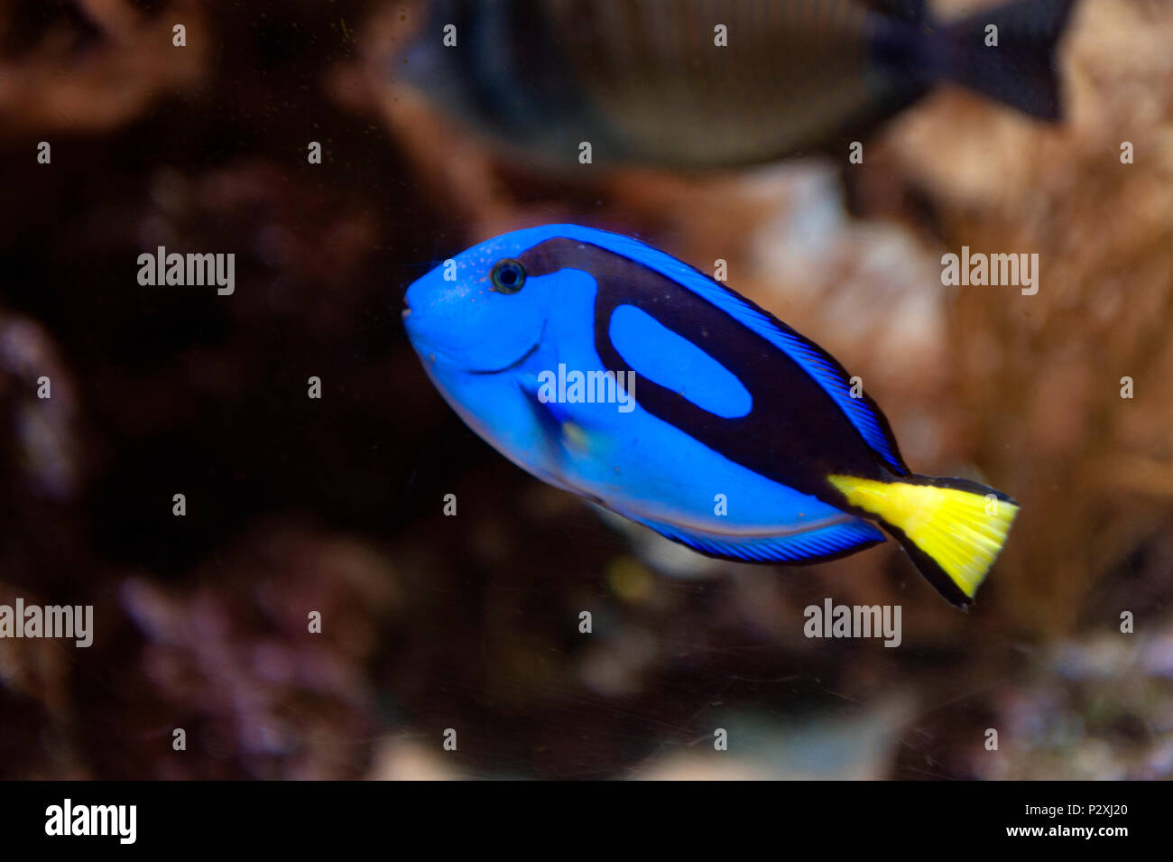 Regal blue tang, surgeonfish tavolozza, o ippona tang, un'Indo-Pacifico surgeonfish di Paracanthurus hepatus specie con blu brillante Foto Stock