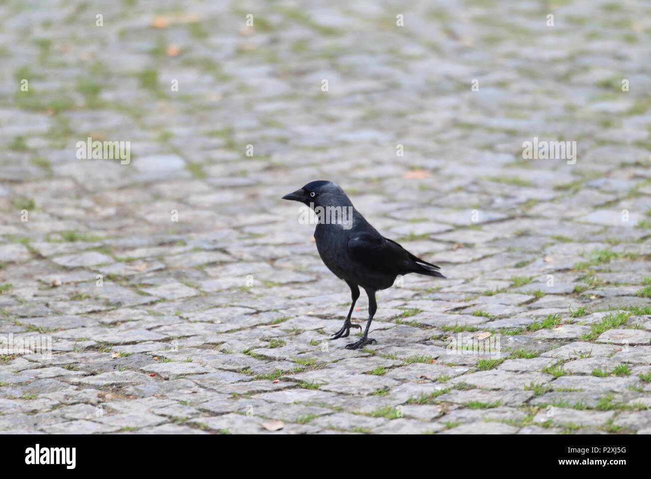 La Cornacchia occidentale (Corvus monedula) in Turchia Foto Stock