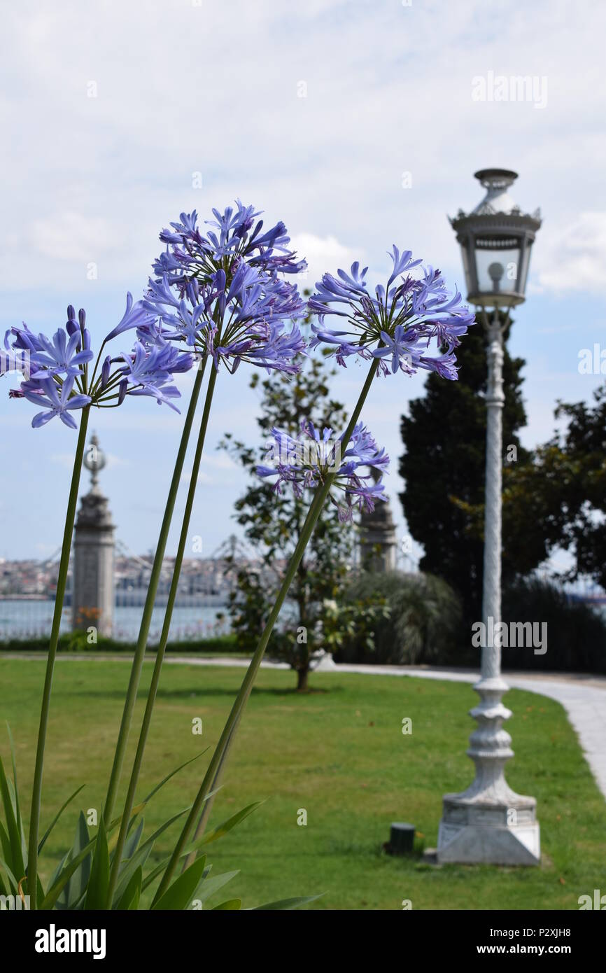 Fiori di colore blu con un lampione in background, cielo blu e giardino Foto Stock