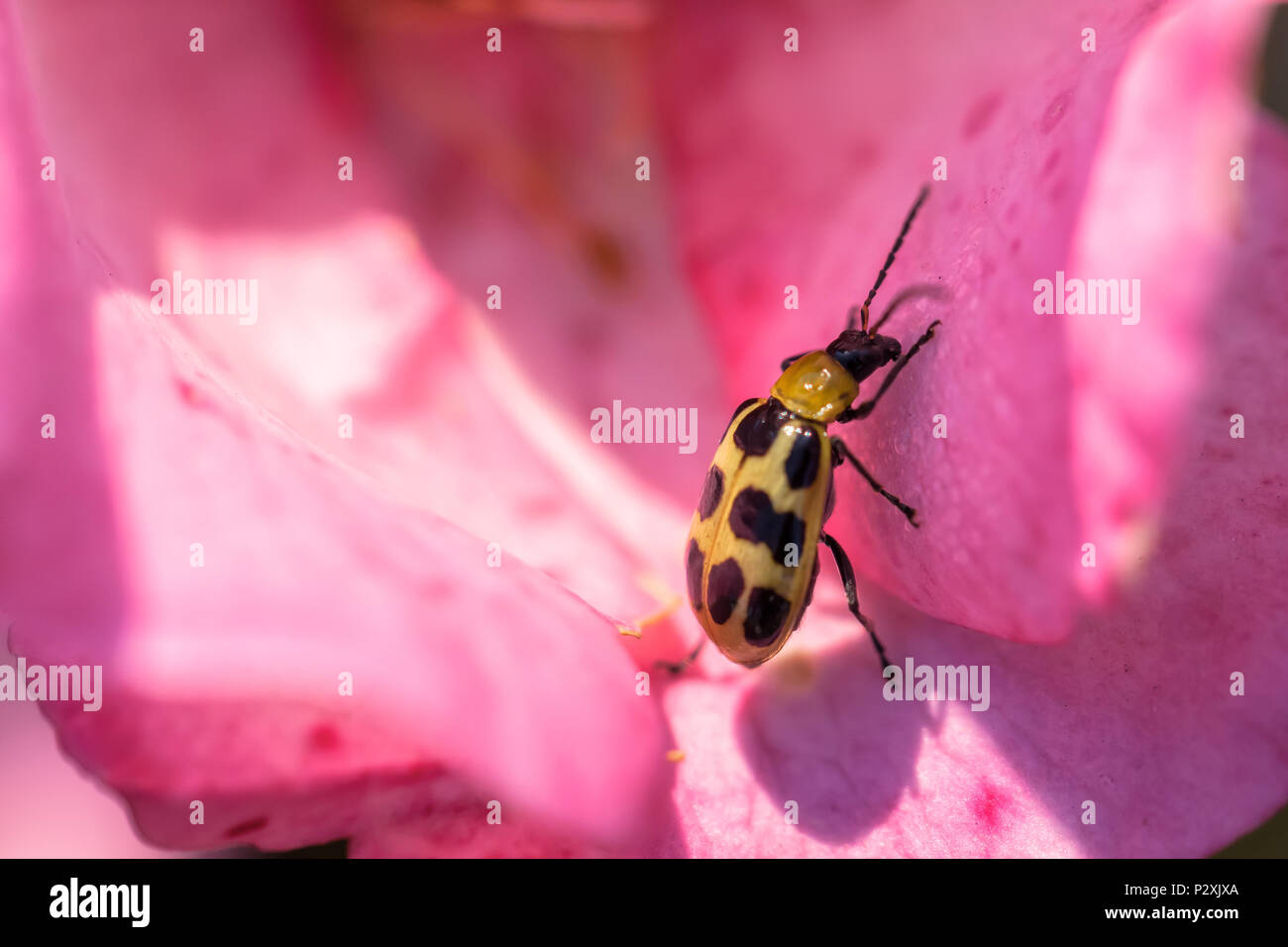 Macchiato il cetriolo beetle (Diabrotica undecimpunctata) sui petali di rosa. Foto Stock