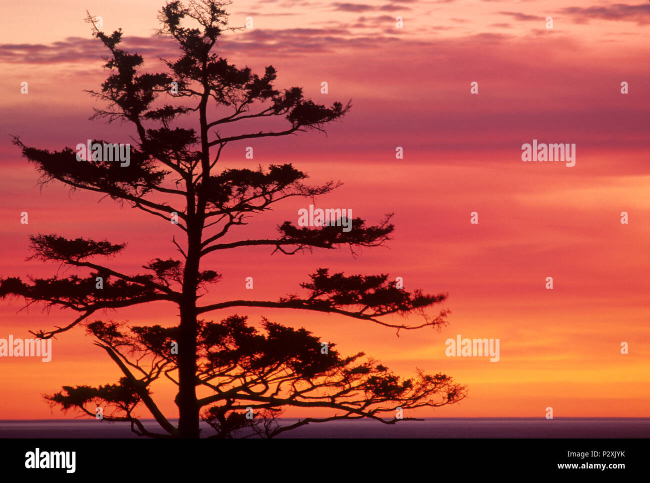 Sitka Abete (Picea sitchensis) tramonto, Ecola State Park, Lewis & Clark National Historic Park, Oregon Foto Stock