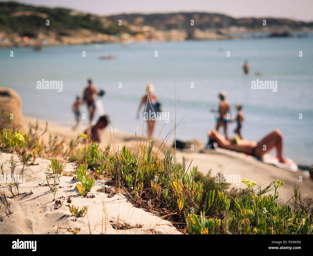 Vegetazione spontanea che cresce vicino alle spiagge incontaminate della Sardegna, Italia. Foto Stock