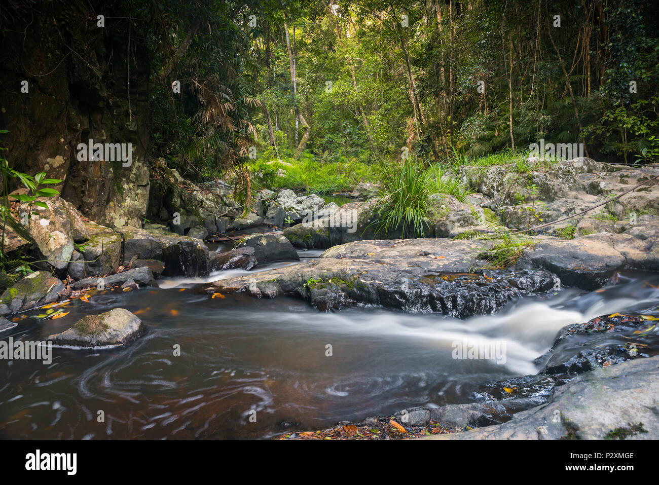 Jumrum Creek Conservation Park è un popolare passeggiata nella foresta pluviale tra i turisti a Kuranda, Queensland, che spesso si visita come un giorno di viaggio da Cairns. Foto Stock