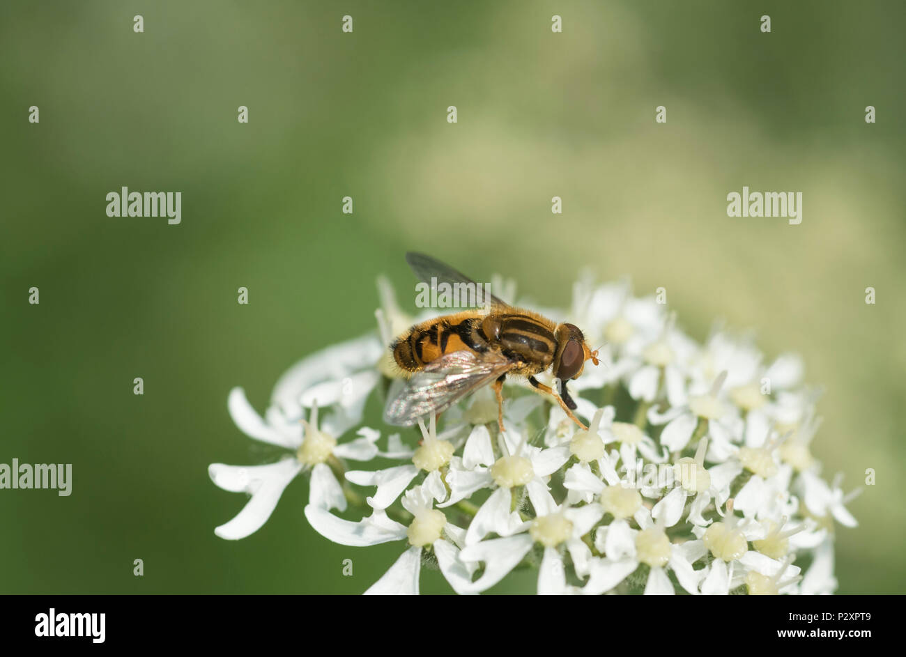 Un Hoverfly Parhelophilus (sp) su un unbellifer. Nota le antenne arancione Foto Stock