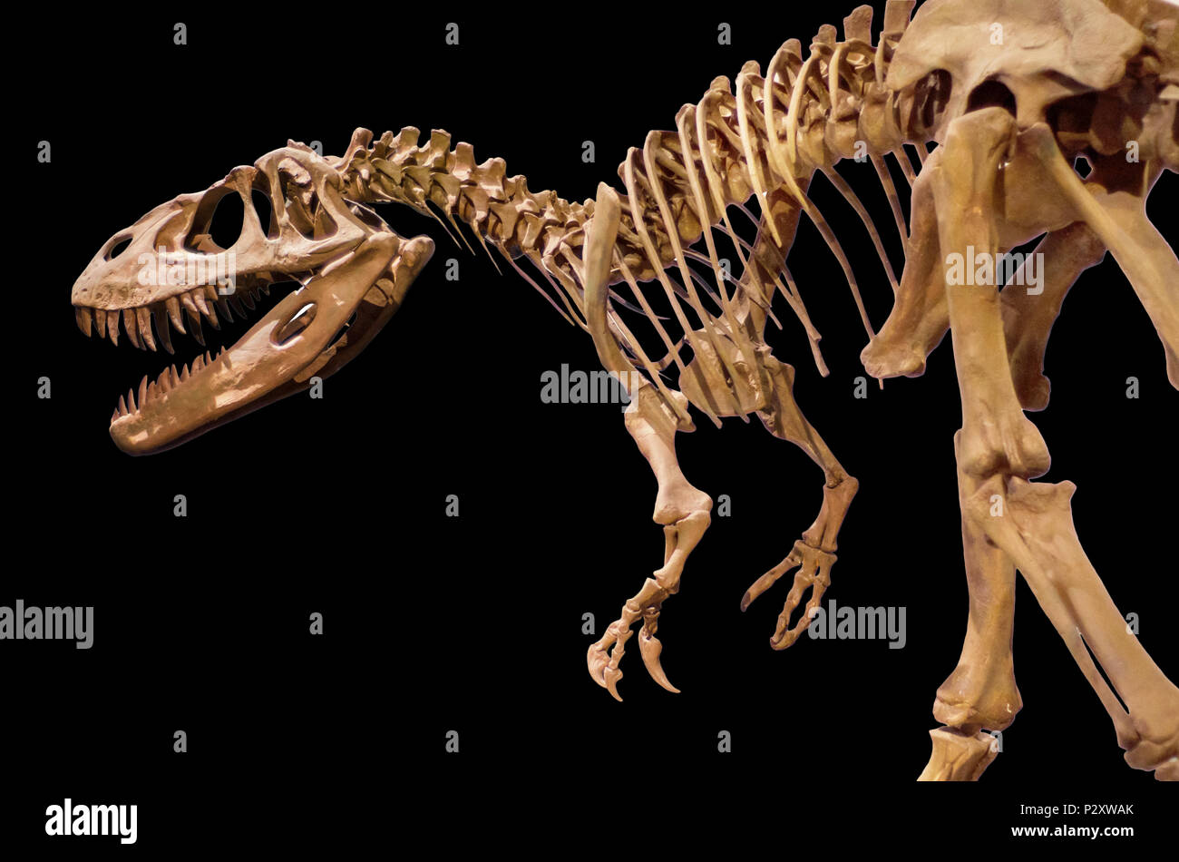 Scheletro di dinosauro su nero sfondo isolato Foto Stock