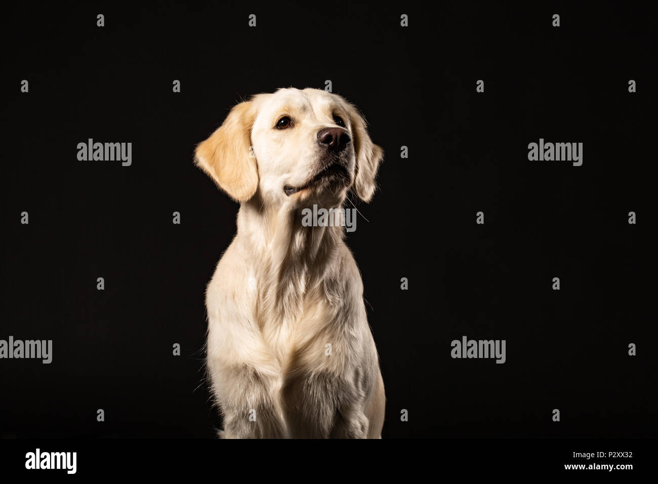 Ritratto del simpatico Labrador Retriever su sfondo nero Foto Stock