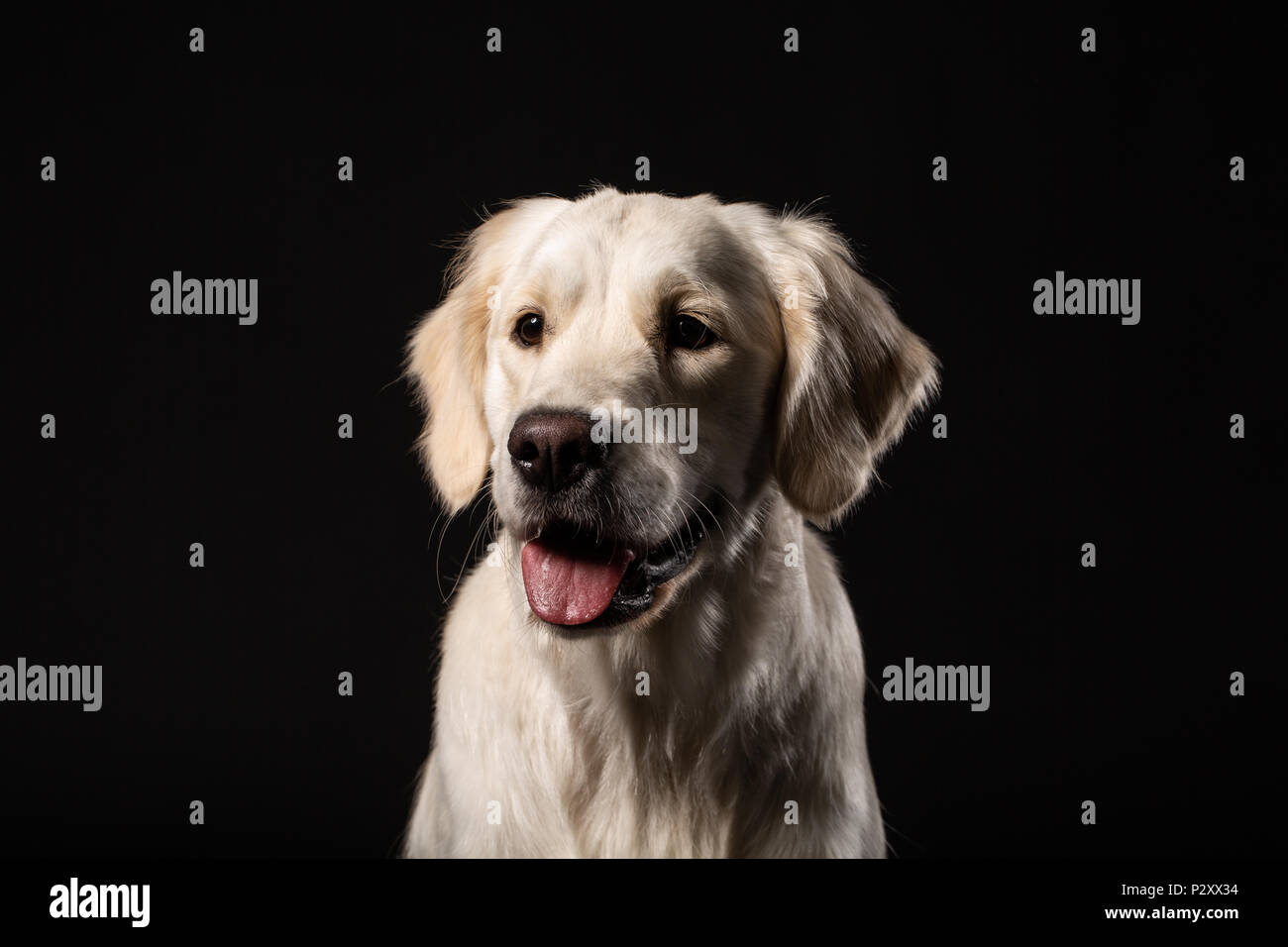 Ritratto del simpatico Labrador Retriever su sfondo nero Foto Stock