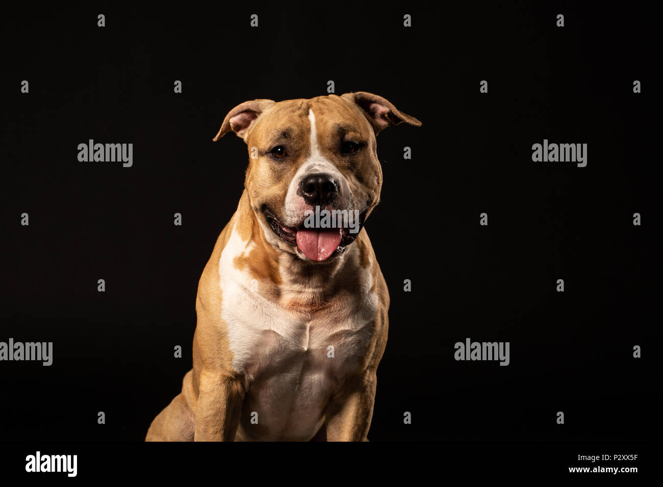 Attento pit bull close up studio shot sfondo nero spazio copia Foto Stock