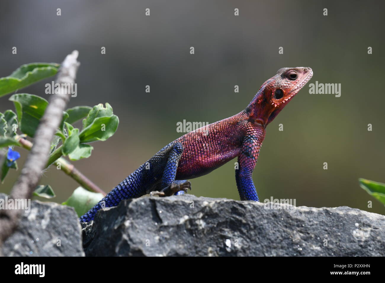 La Mwanza a testa piatta AGAMA SA è una lucertola trovata in Tanzania, Rwanda e Kenya. Questo è stato avvistato nella zona di Olare Motorogi Conservancy, il Masai Mara Foto Stock