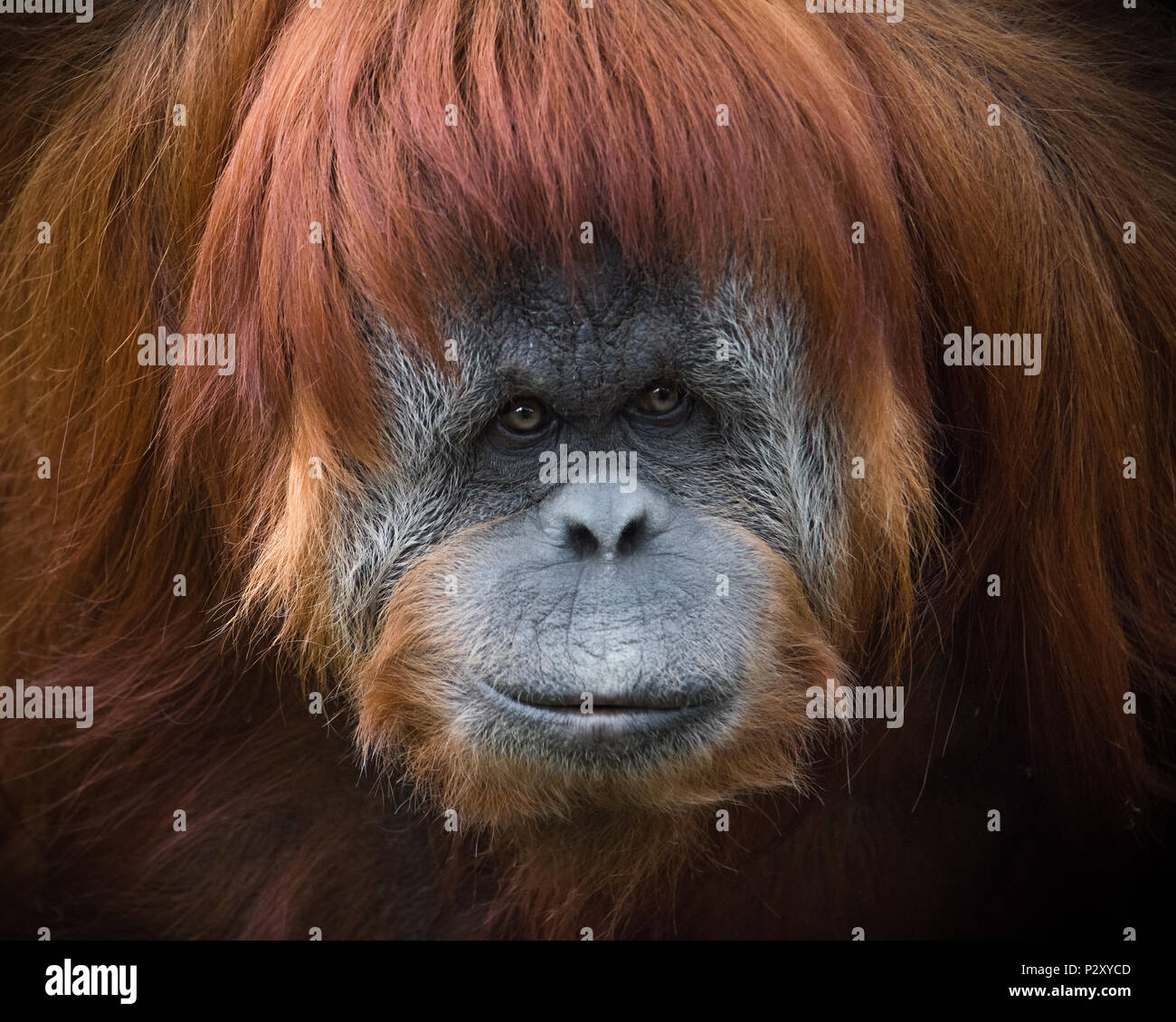 Un captive di Sumatra Orangutan allo zoo in Sud Australia. Orangutan di Sumatra sono criticamente in pericolo a causa di perdita di habitat per l'olio di palma piantagioni. Foto Stock