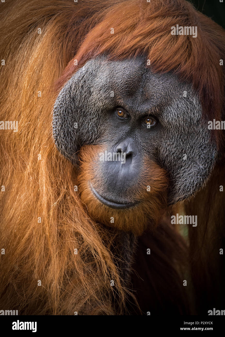 Un captive di Sumatra Orangutan allo zoo in Sud Australia. Orangutan di Sumatra sono criticamente in pericolo a causa di perdita di habitat per l'olio di palma piantagioni. Foto Stock