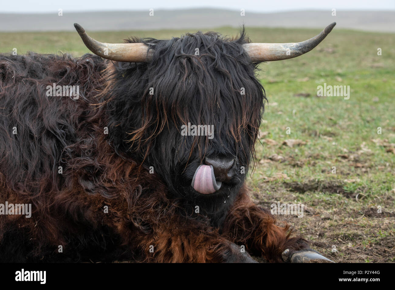 Gran Bretagna, Shetland, Fair Isle. Highland mucca con la lingua di fuori. Foto Stock