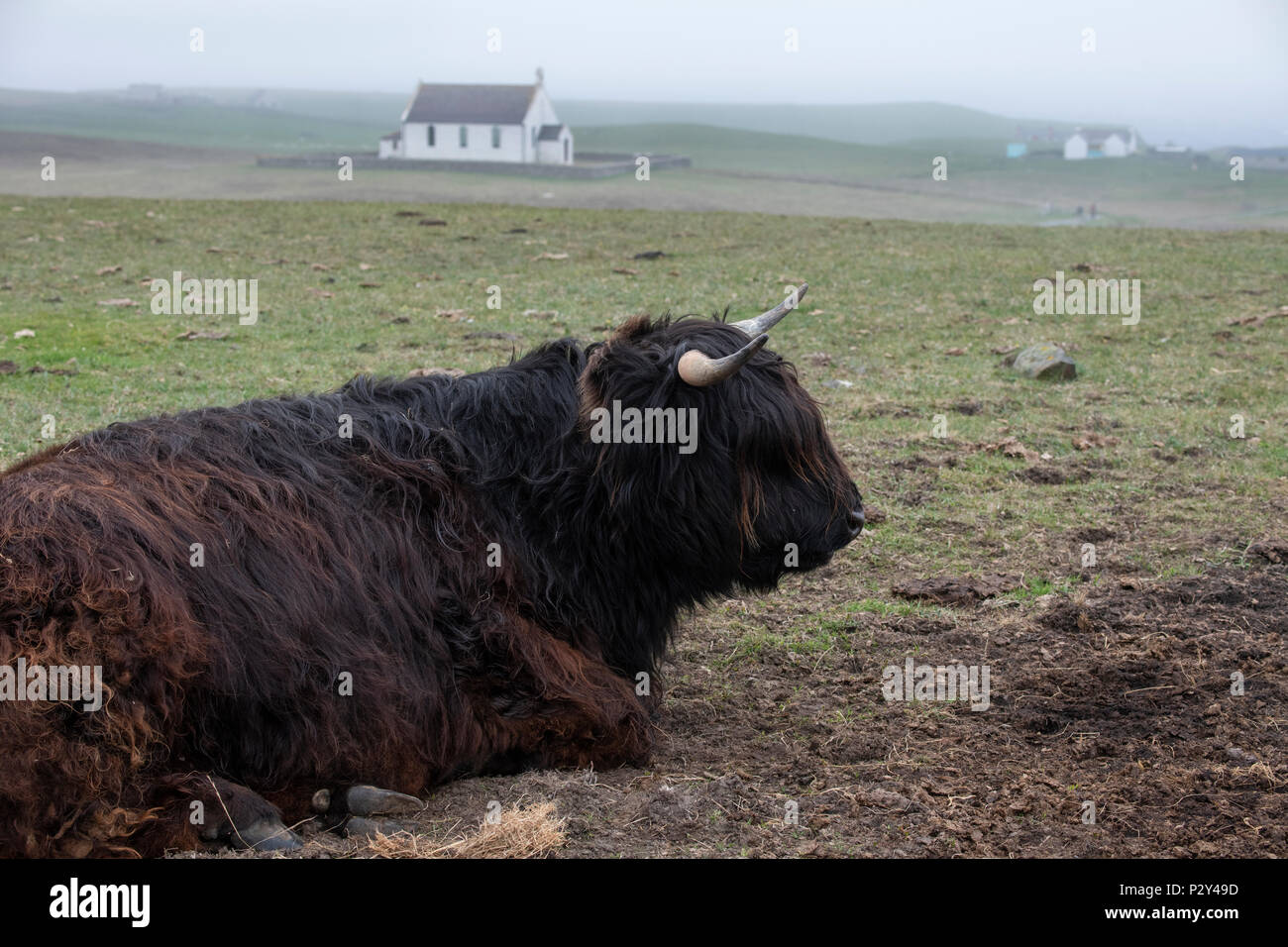Gran Bretagna, Shetland, Fair Isle. Highland mucca. Foto Stock