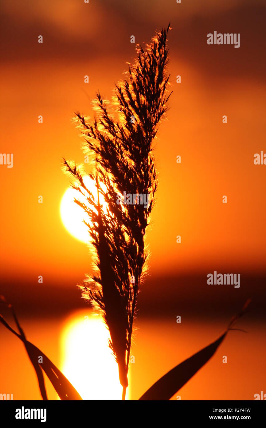 Chiusa look di un tramonto estivo con golden, arancione, giallo e rosso dei colori in background. Un solitario reed in piedi da solo in questo momento caldo. Foto Stock