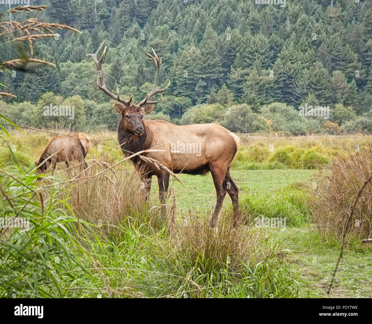 Questo Bull elk è stato fotografato a Redwoods National Park in California. Copr 2016 JMBailey Foto Stock