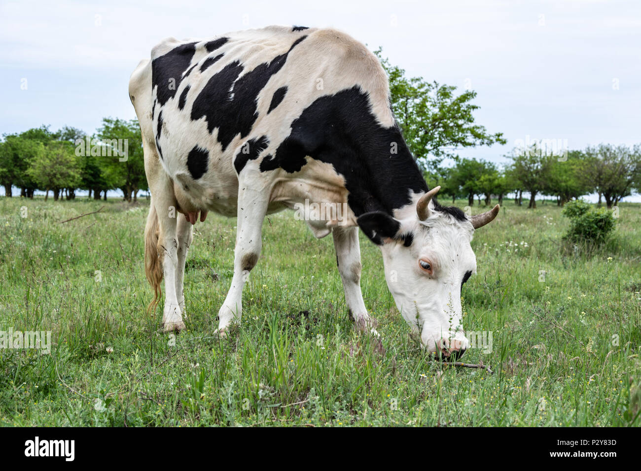 Una mucca in campo è mangiare erba Foto Stock