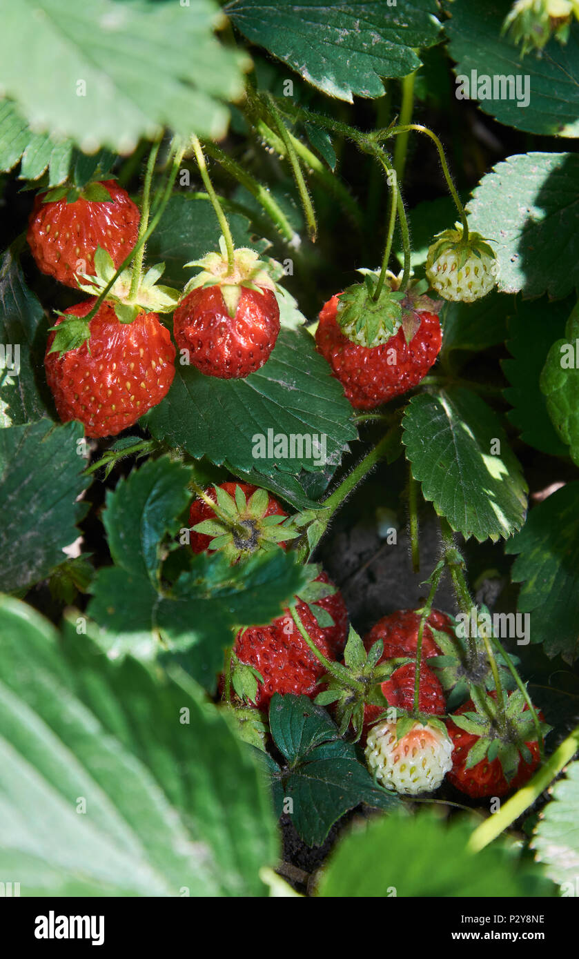 Boccola di fragola con molti rossi succose bacche Foto Stock