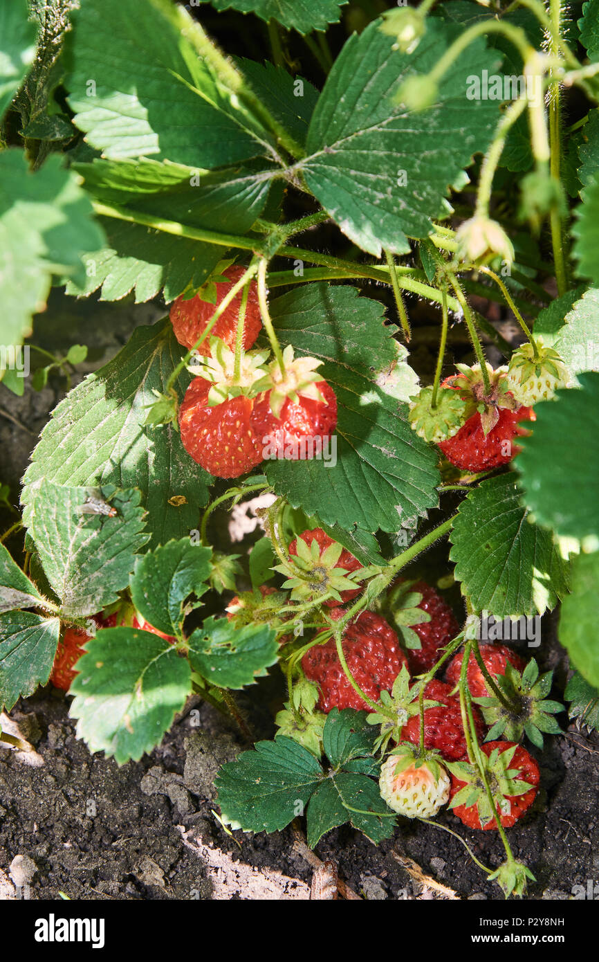 Boccola di fragola con molti rossi succose bacche Foto Stock