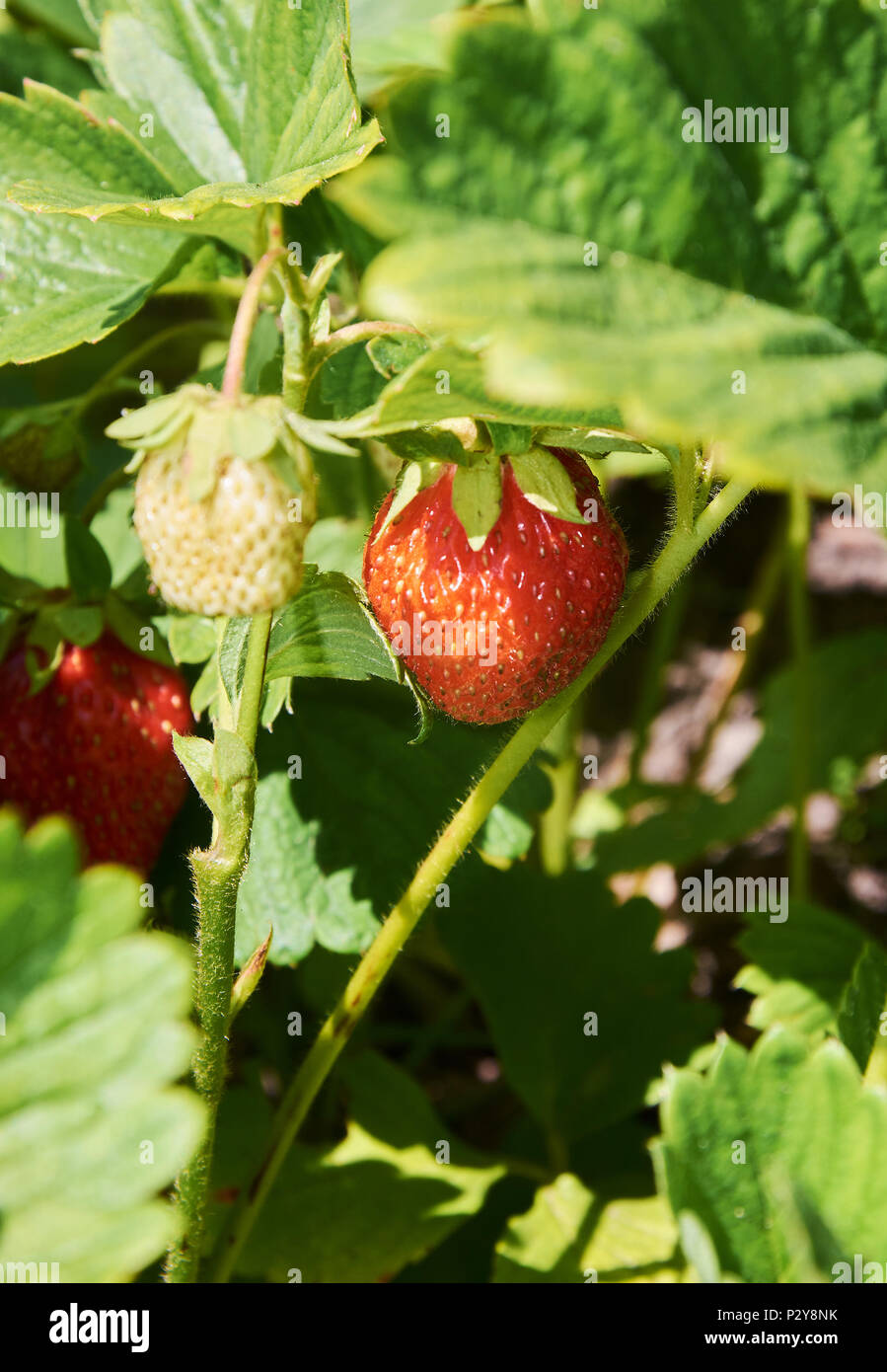 Boccola di fragola con mature e frutti immaturi Foto Stock