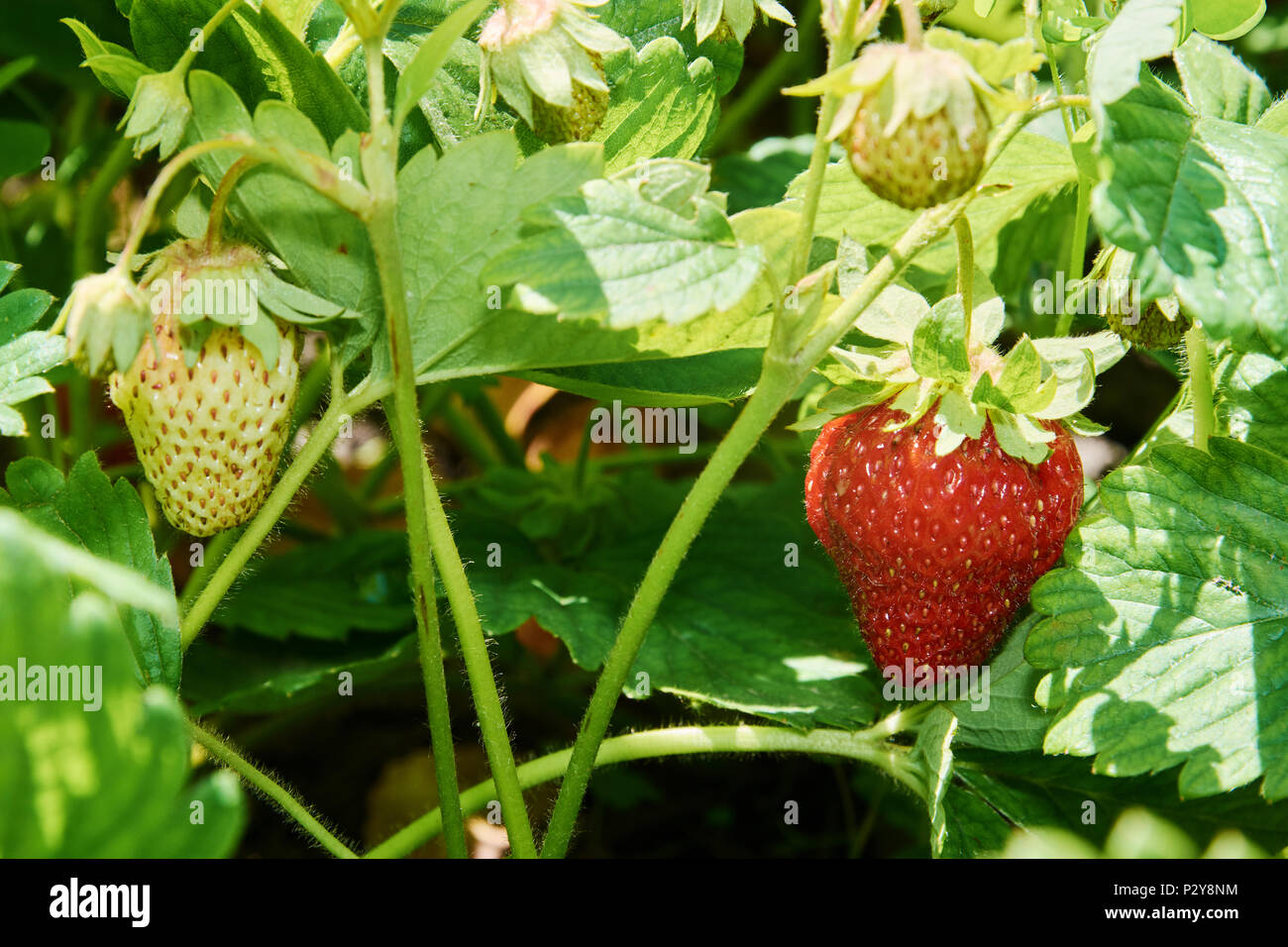 Boccola di fragola con mature e frutti immaturi Foto Stock