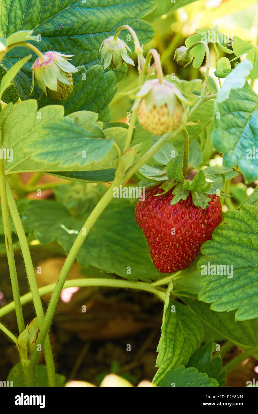 Boccola di fragola con mature e frutti immaturi Foto Stock