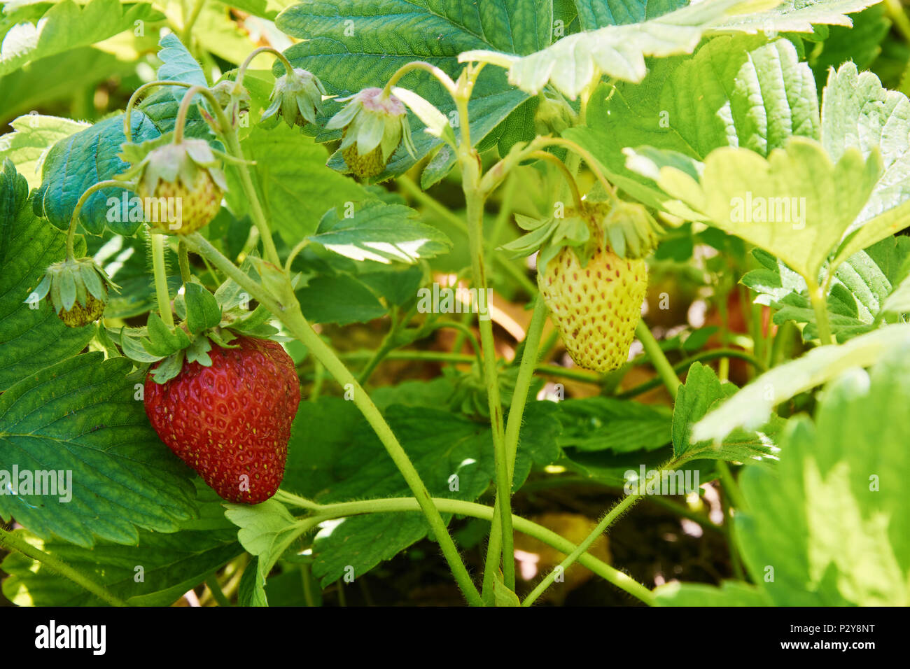 Boccola di fragola con mature e frutti immaturi Foto Stock