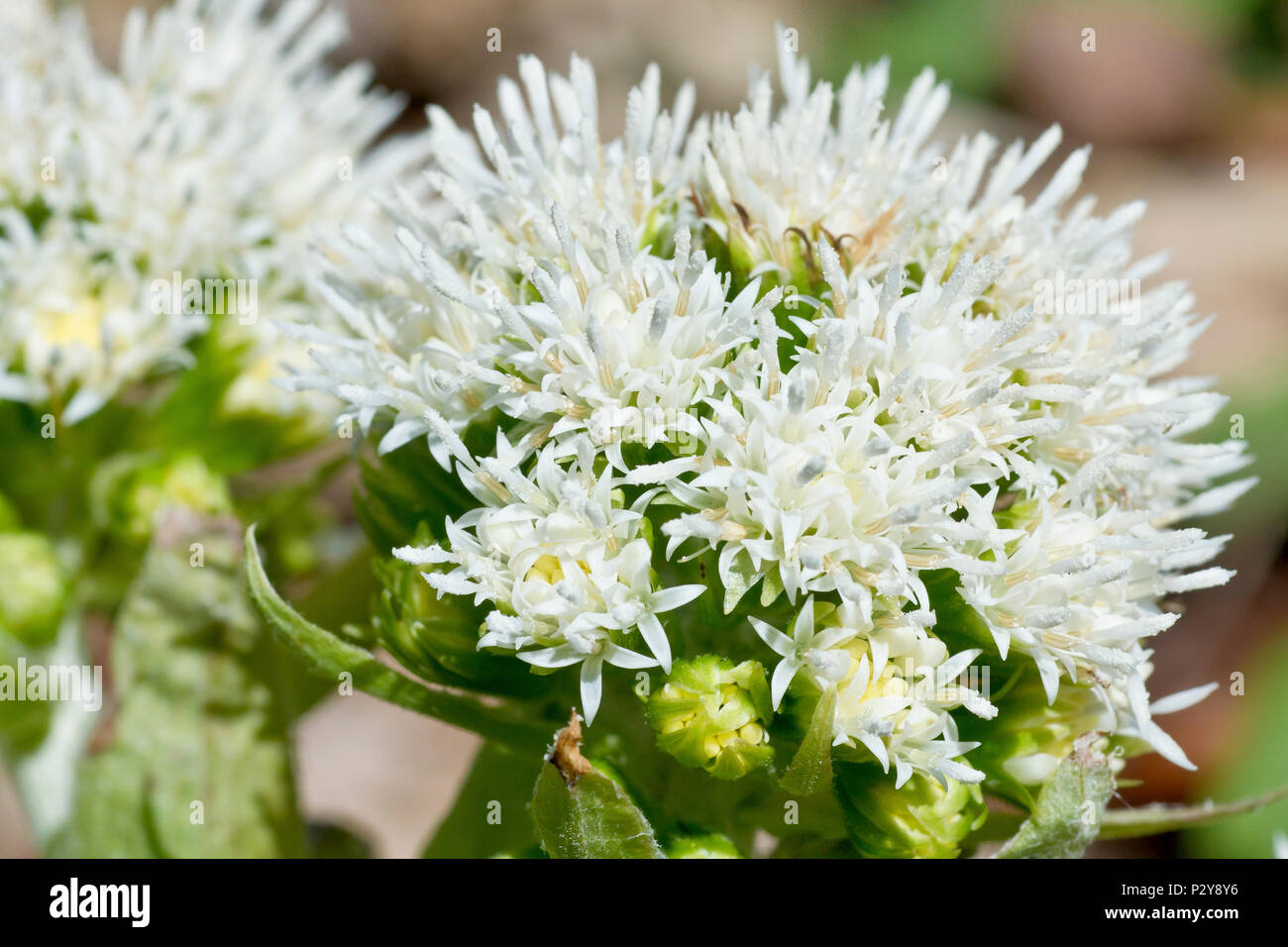 Petasite bianca (Petasites alba), close up compatta testa fiore del fiore maschile. Foto Stock