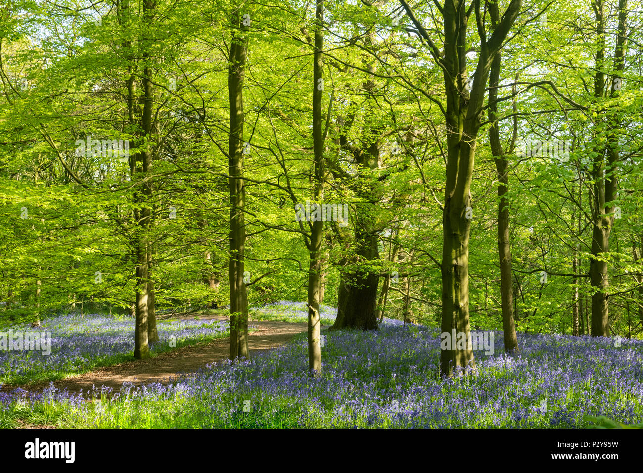 Luce solare pezzata, percorso ventoso, bello colorato tappeto blu della fioritura bluebells & alberi - Middleton Woods, Ilkley, West Yorkshire, Inghilterra, Regno Unito. Foto Stock