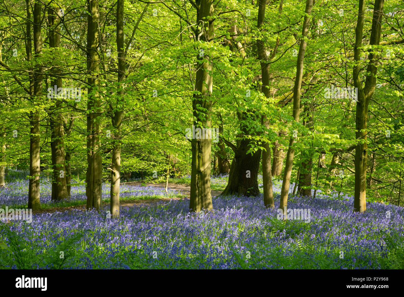 Luce solare pezzata, percorso ventoso, bello colorato tappeto blu della fioritura bluebells & alberi - Middleton Woods, Ilkley, West Yorkshire, Inghilterra, Regno Unito. Foto Stock