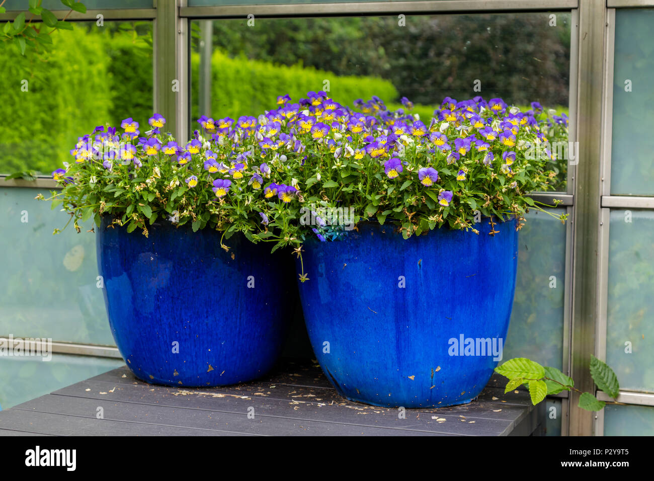 Due vasi blu con viola Foto Stock