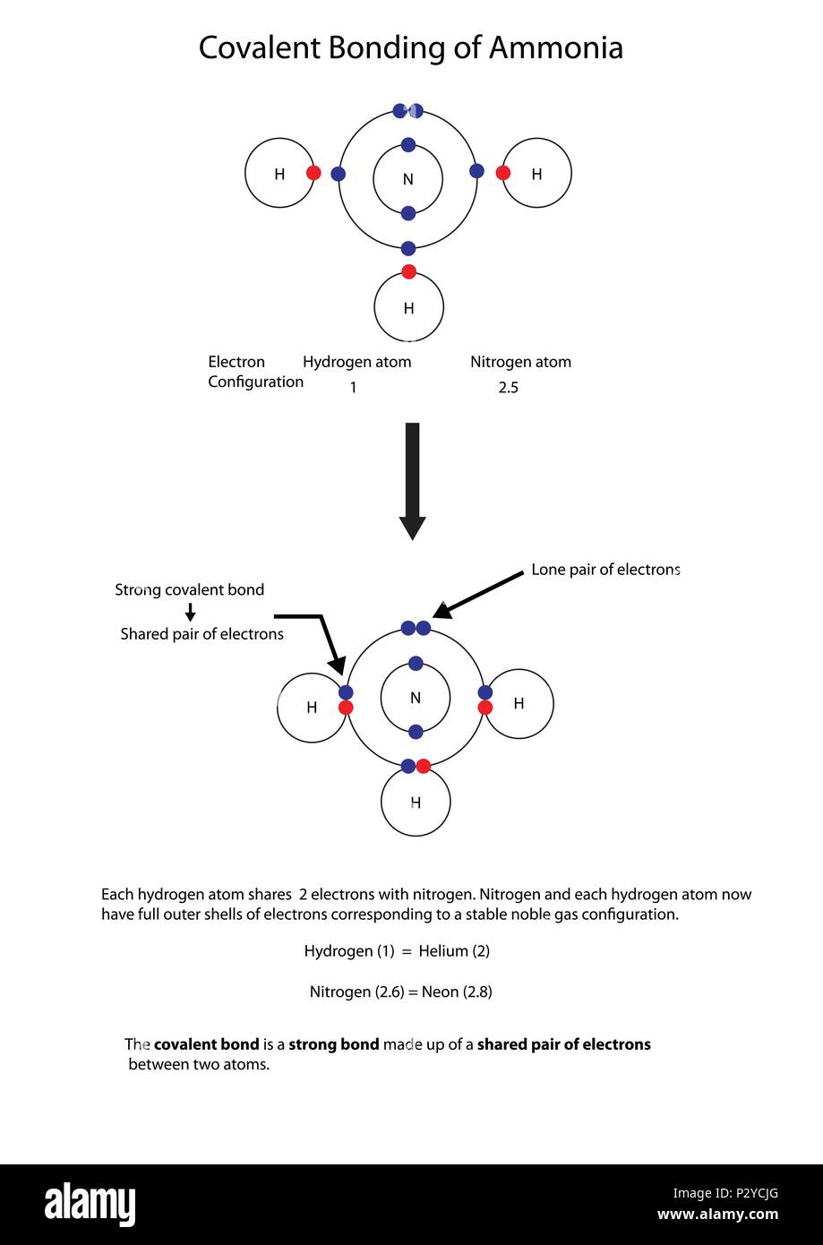 Diagramma per illustrare il legame covalente in ammoniaca con una completamente etichettate schema. Illustrazione Vettoriale