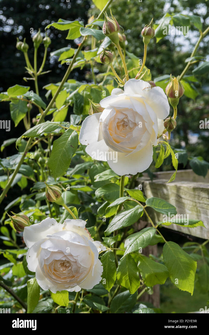 Claire Austin rose, molto popolare di rosa rampicante. Foto Stock