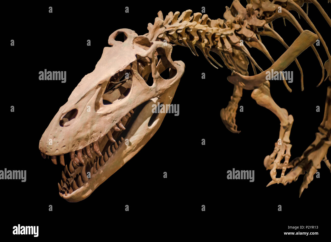 Scheletro di dinosauro su nero sfondo isolato Foto Stock