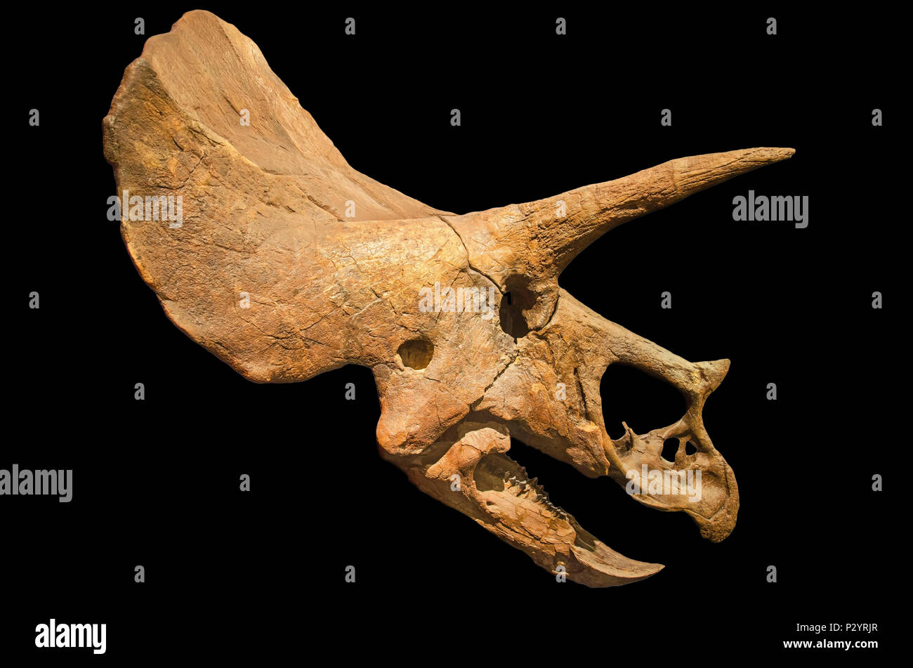 Scheletro di dinosauro. Triceratops cranio fossile nero su sfondo isolato Foto Stock