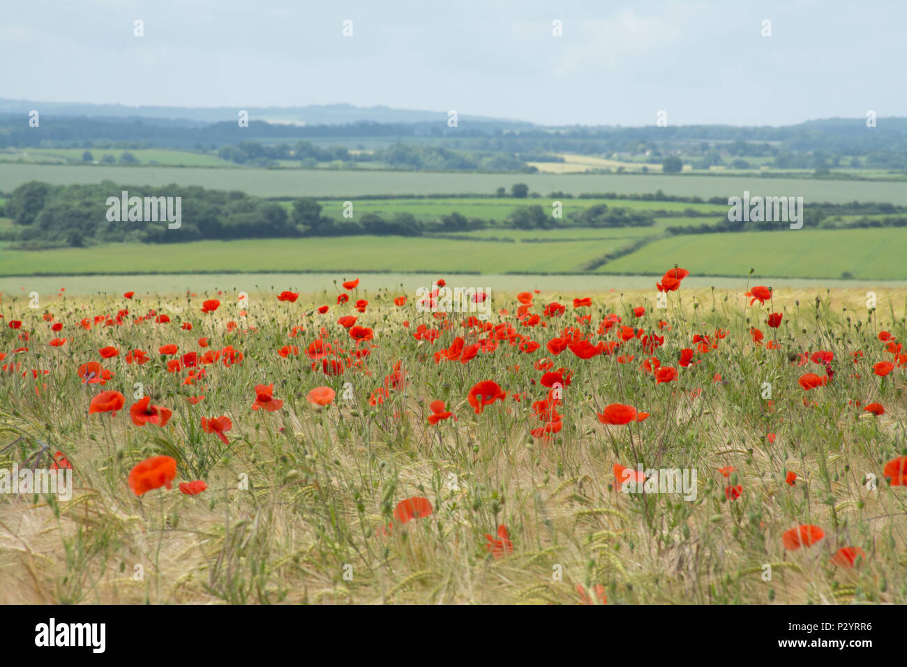 Campo di rosso papavero (Papaver rhoeas) in Dorset, Regno Unito. Paesaggio di campagna. Foto Stock