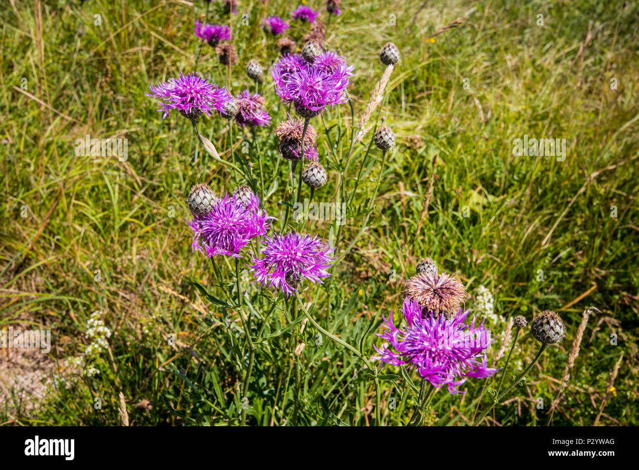 Fiordaliso maggiore (Centaurea scabbia) in un campo di pascolo in una giornata di sole a sette sorelle Country Park vicino a Eastbourne, East Sussex, Regno Unito Foto Stock