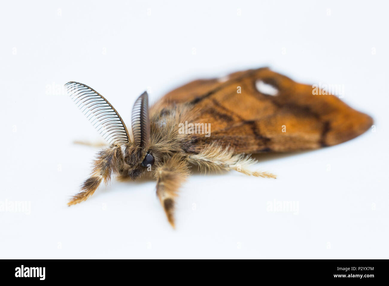 Un maschio Vaporer tarma Orgyia antiqua sollevata da un bruco trovato su un salice e fotografata in uno studio prima del rilascio. Il maschio ha grandi Foto Stock