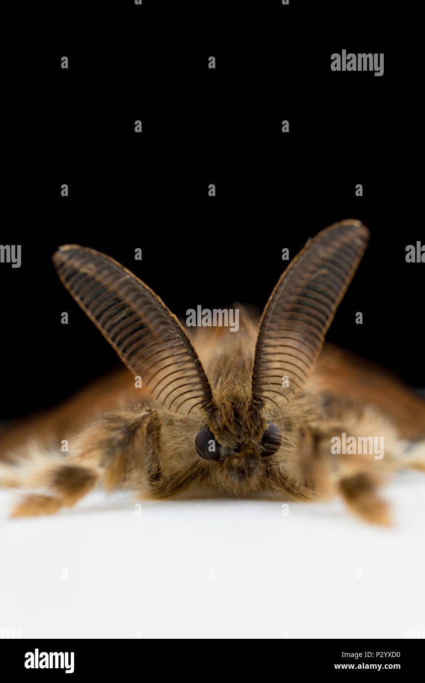 Un maschio Vaporer tarma Orgyia antiqua sollevata da un bruco trovato su un salice e fotografata in uno studio prima del rilascio. Il maschio ha grandi Foto Stock