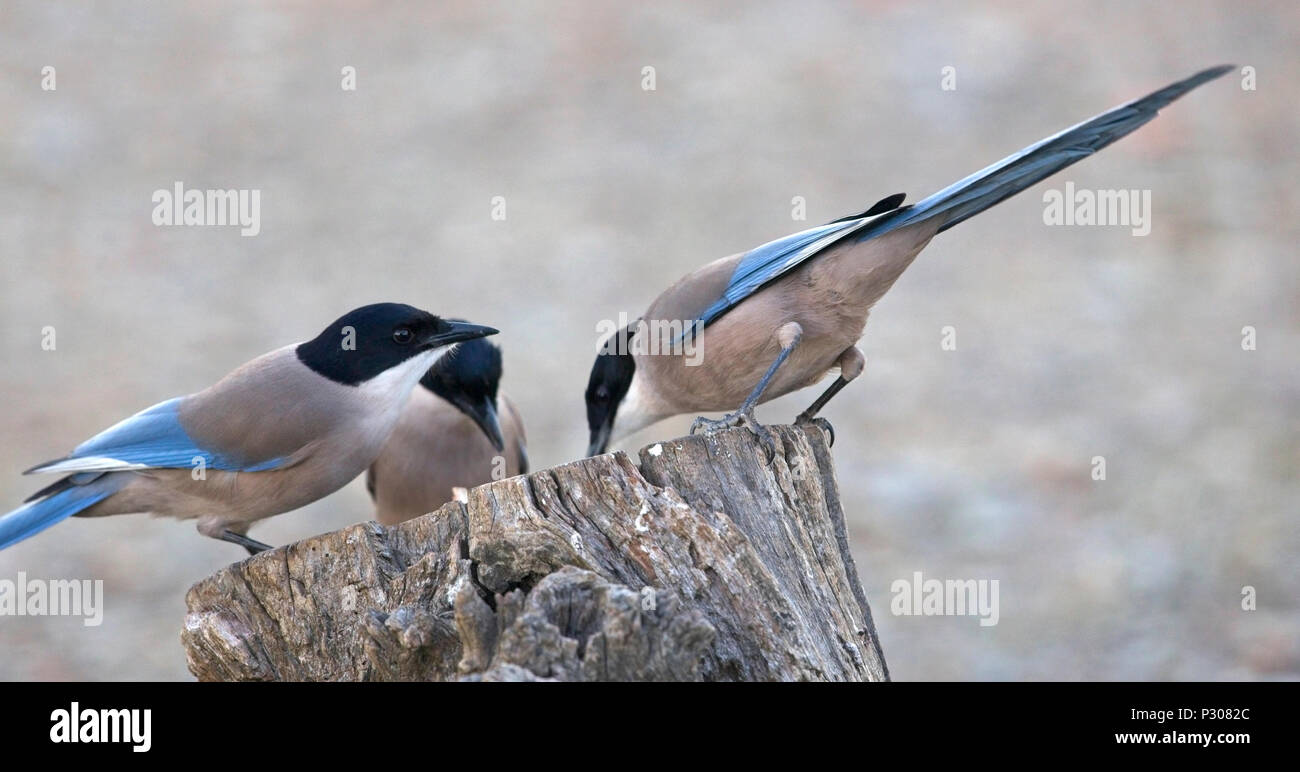 Gruppo di Iberian Gazza (Cyanopica cooki) al tramonto, Sierra Morena, Andalusia. Foto Stock