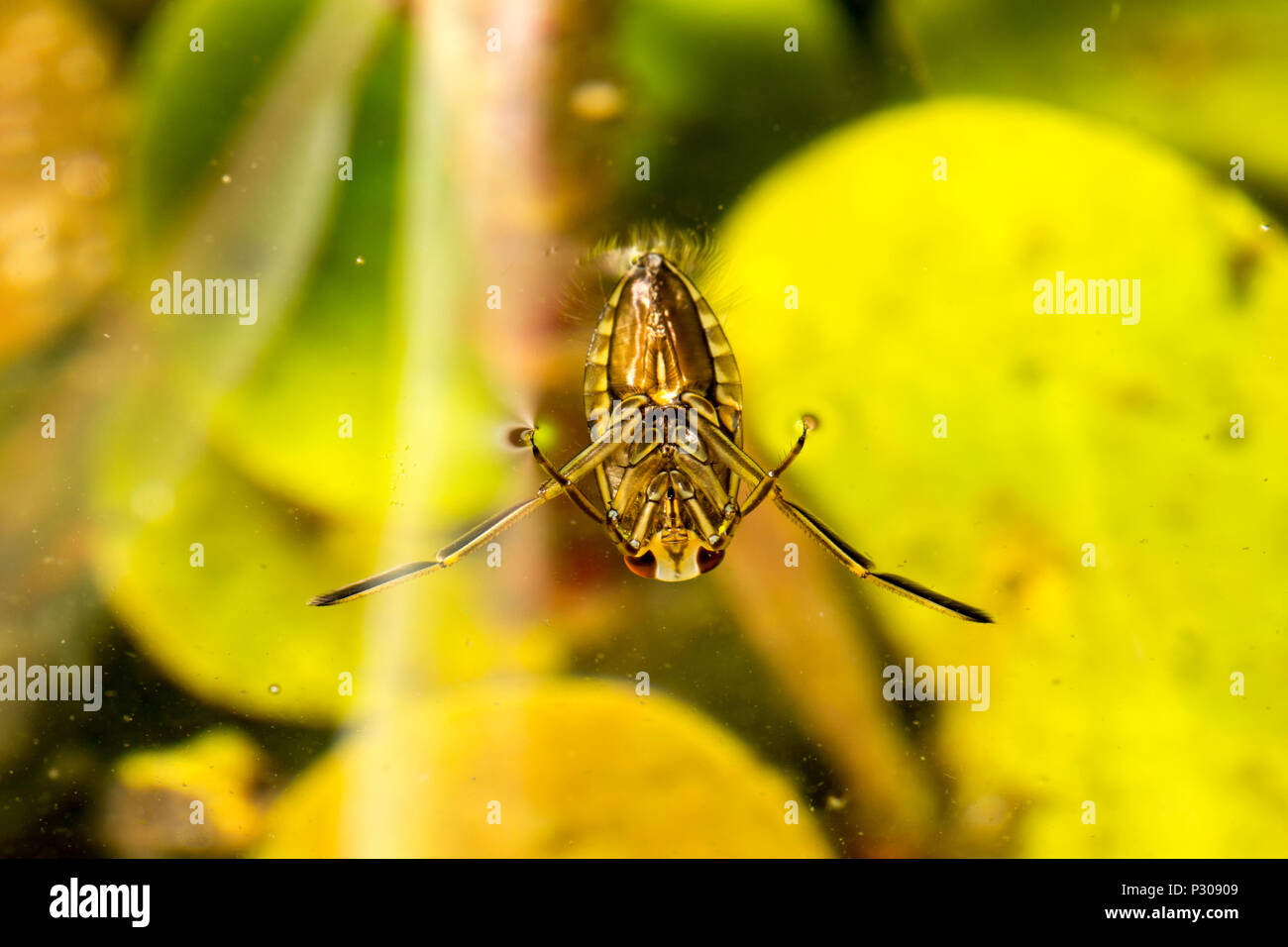 Una comune acqua boatman, o backswimmer, Notonecta glauca in un laghetto in giardino Fotografato di notte. Lancashire North West England Regno Unito GB Foto Stock