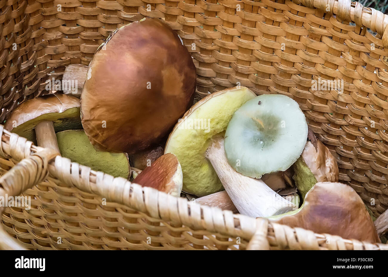 In una radura nel bosco grande cesto di vimini con una varietà di raccolte di funghi di bosco. Foto Stock
