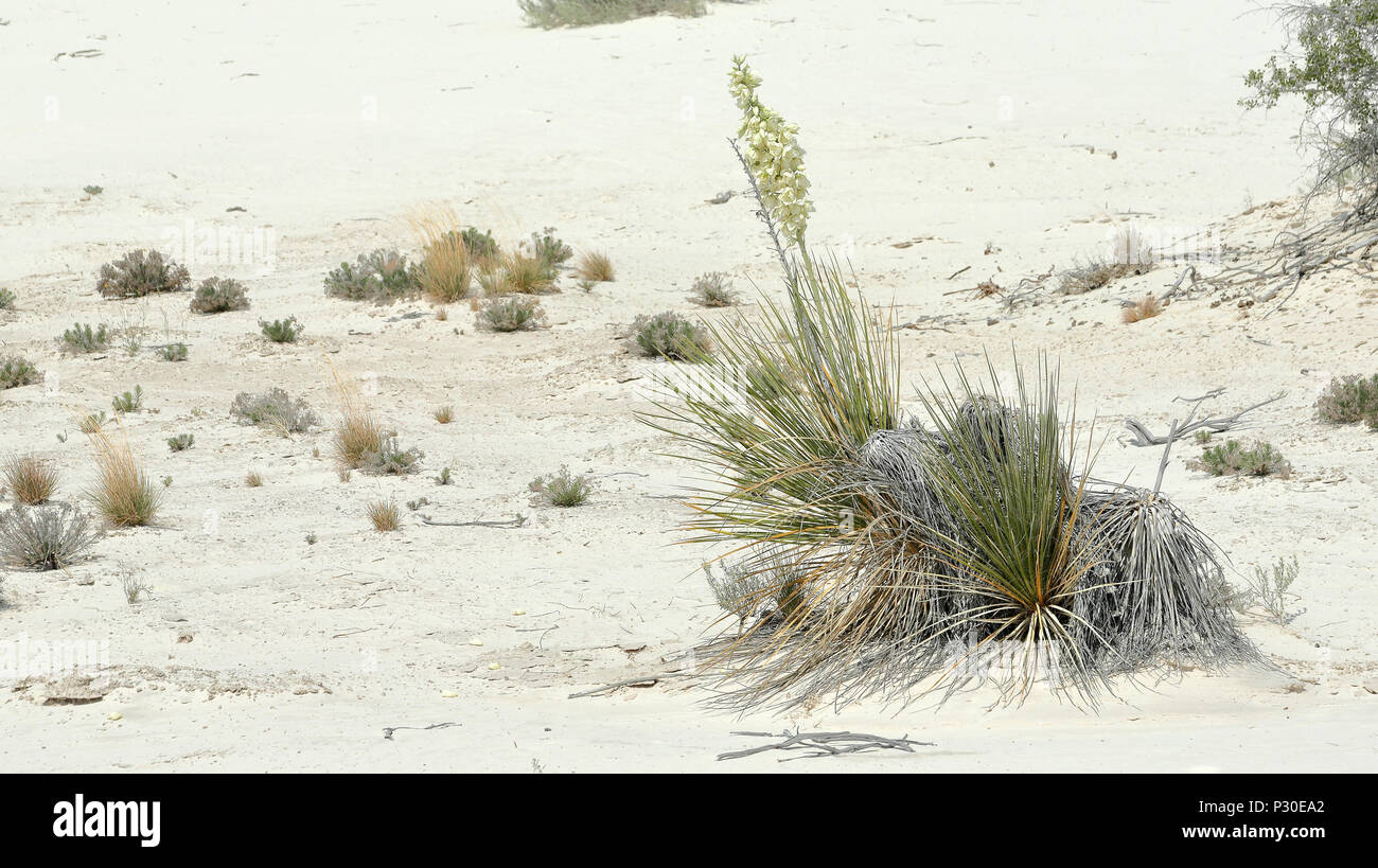 Fioritura yucca impianto su bianco brillante deserto di sabbia nel sud del New Mexico Foto Stock