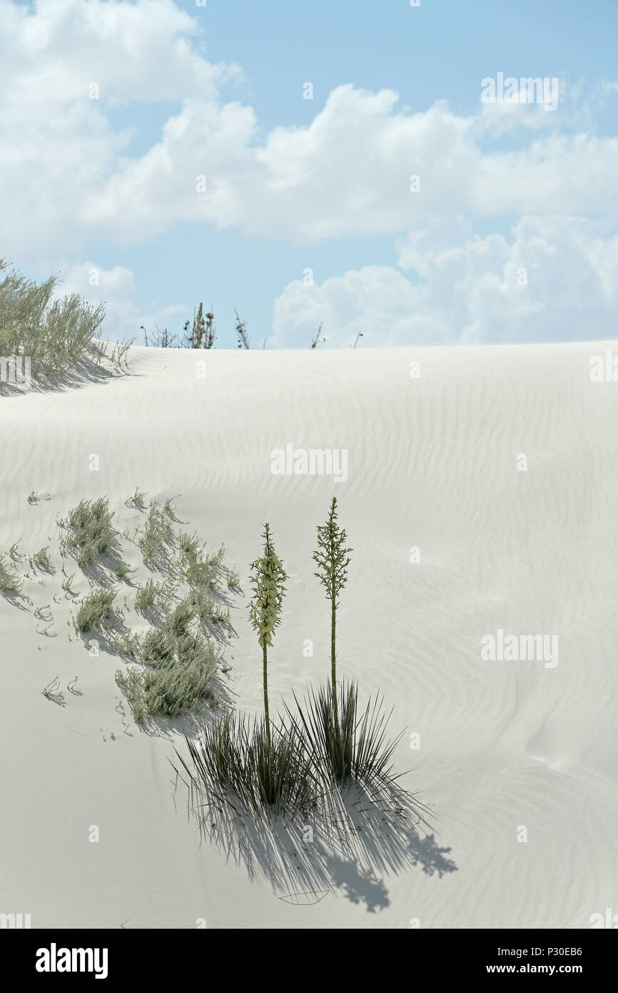 La fioritura delle piante di yucca su bianco brillante deserto di sabbia nel sud del New Mexico Foto Stock