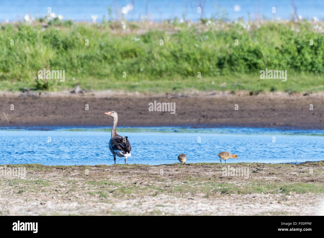 Vigile Oca Graylag madre withs due polli da mare Foto Stock