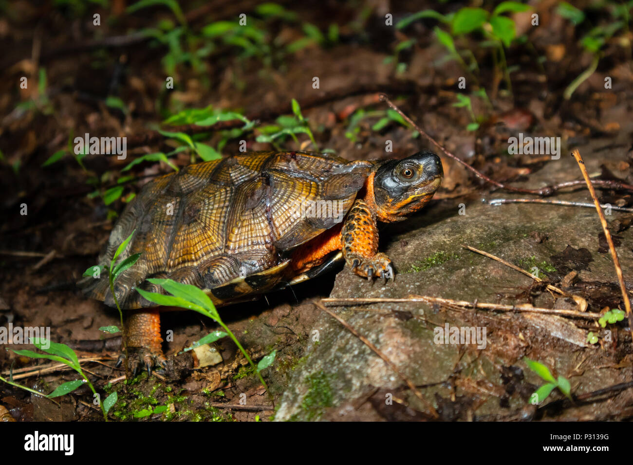 Femmina tartaruga legno camminare attraverso la foresta - Glyptemys insculpta Foto Stock